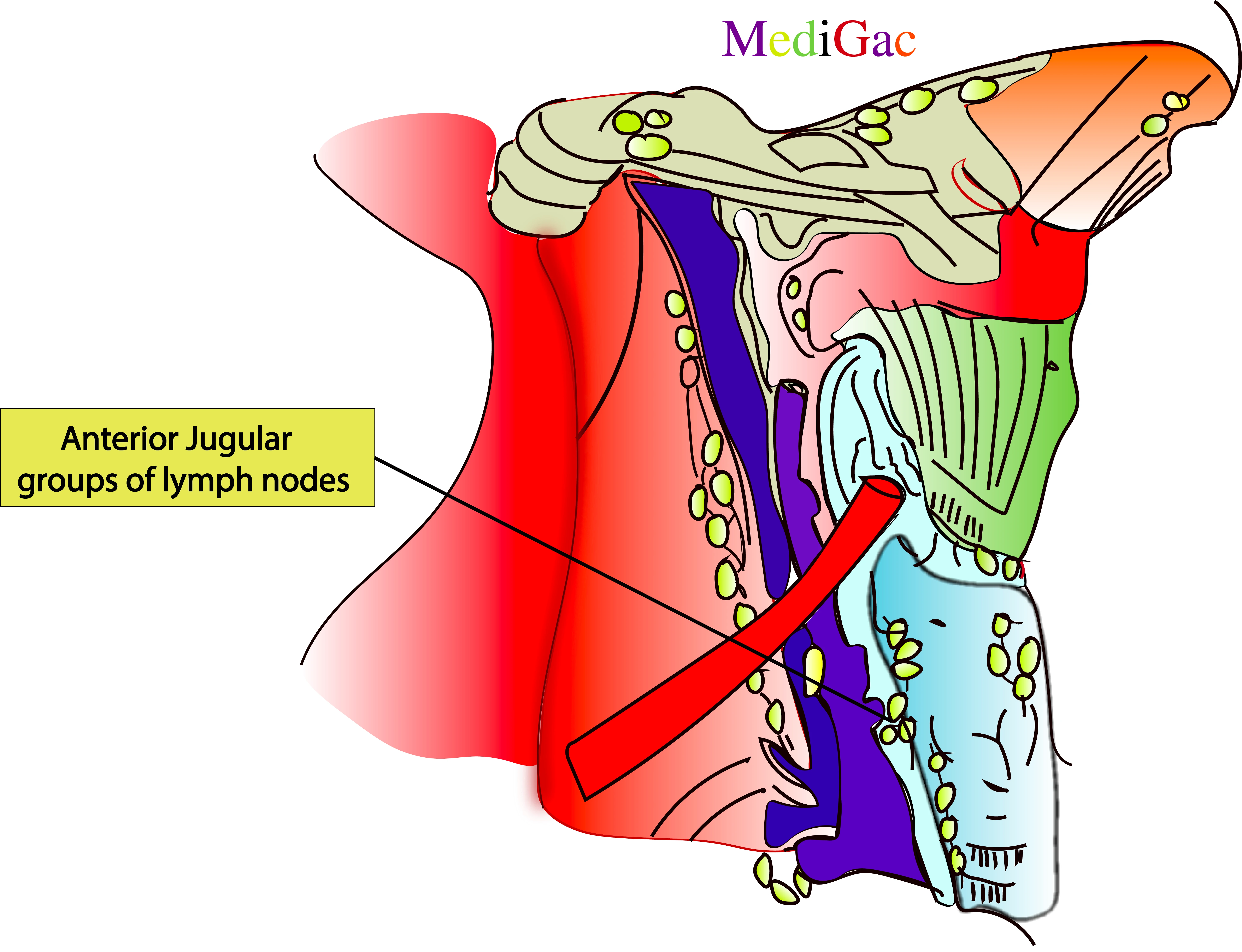 Anterior jugular lymph nodes